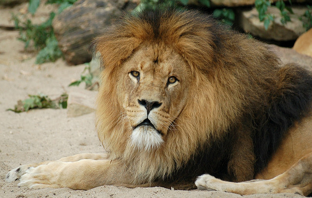 Lion