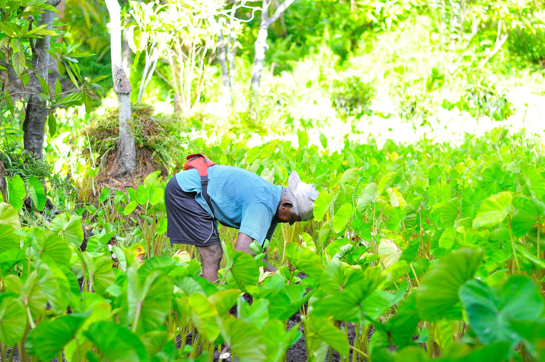 agriculture close up environment farm